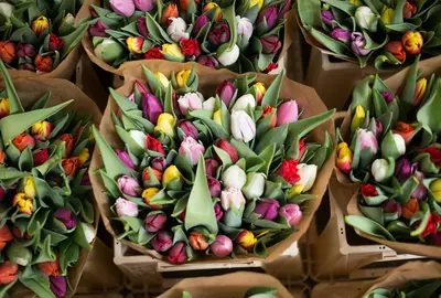 Bloemenmarkt, Amsterdam 