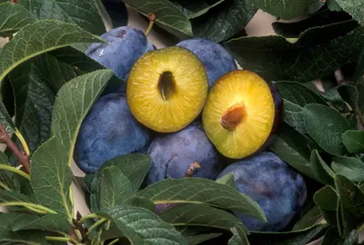 Genetisch aangepast fruit. Foto: Scott Bauer, WikiCommons 