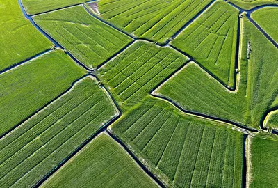 Greppelland in Friesland. Beeld: Sito Wijngaarden
