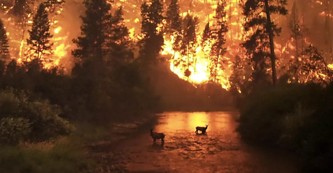 Bosbrand in het Bitterroot National Forest in Montana.